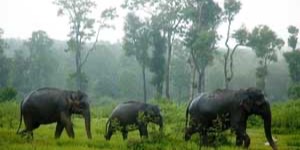 Bangalore - Coorg Drive