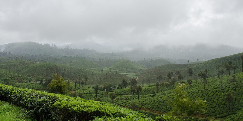 Tea estates under cloud at Valparai in the Anamalai hills