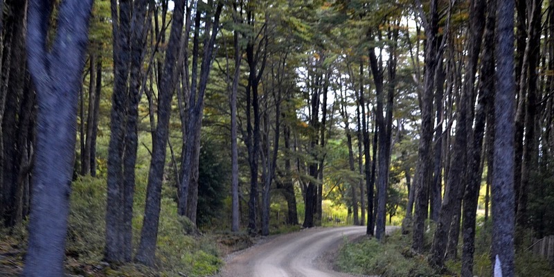 Gravel road through southern beech forest on the Carretera Austral