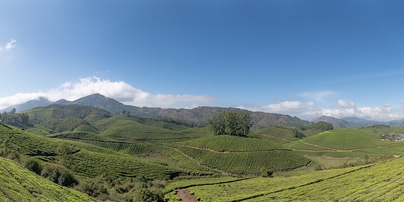Tea plantations in the hills above Munnar