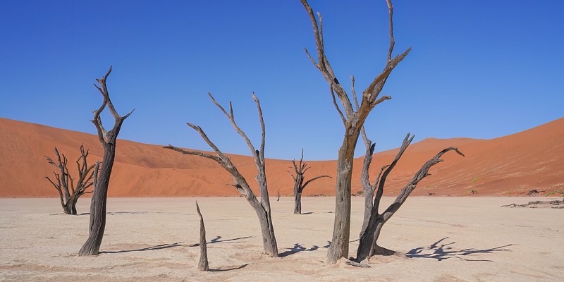 Dead camel thorn trees against the dunes at Deadvlei